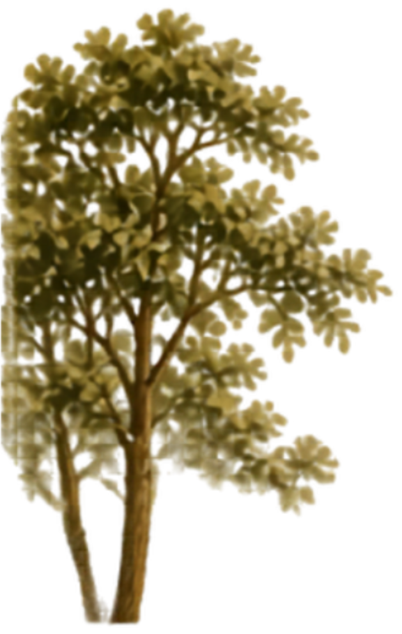 Pohon Kiri