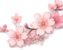 Bunga Sakura