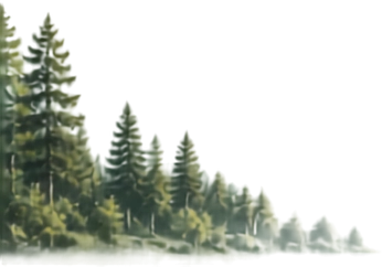 Pohon Pinus Kiri